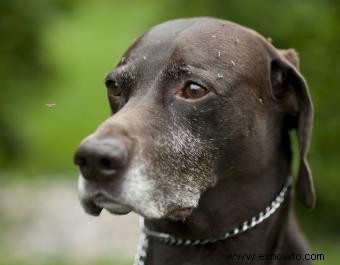 ¿Funcionan las curas naturales para el gusano del corazón canino?