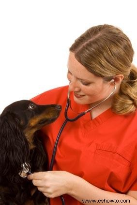 Causas y cuidados de la diarrea en perros