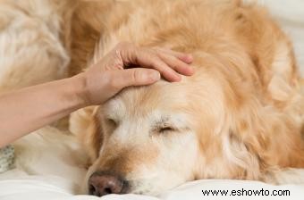 Síntomas, tratamiento y prevención de la gripe canina