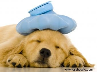 Síntomas, tratamiento y prevención de la gripe canina