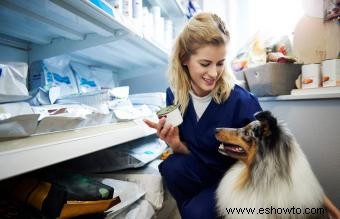 Alergias a los alimentos para perros y síntomas