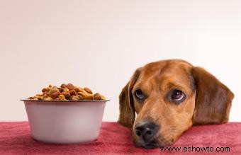 Alergias a los alimentos para perros y síntomas