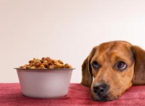 Alergias Alimentarias en Perros: Síntomas, Causas Comunes y Tratamientos Efectivos