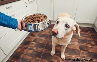 Alergias a los alimentos para perros y síntomas