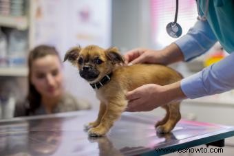 Descripción general de la castración de perros:qué hacer y cuándo