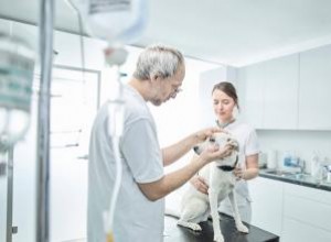 Oftalmología Canina y el Programa CAER: Guía Esencial para Criadores Responsables