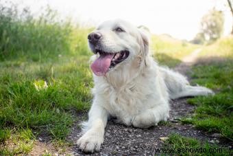 Dog Jadeo 101:¿Cuánto tiempo después del ejercicio es normal?