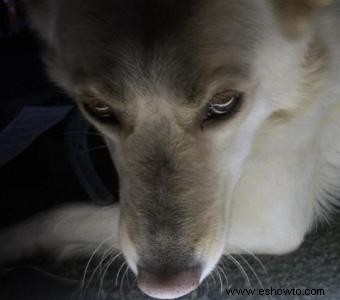 Síntomas de la rabia canina que todo propietario debe conocer