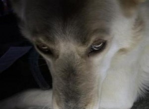 Síntomas de la rabia canina que todo propietario debe conocer
