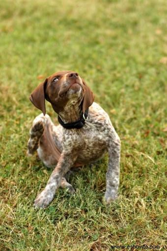 Enfermedades de la piel de los perros que debe conocer