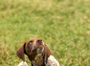 Enfermedades de la piel de los perros que debe conocer