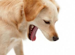 Preguntas sobre vómitos en perros