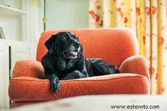 Consejos de expertos para su perro con exceso de ejercicio