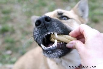 Aportación de experto:¿Pueden los huesos dañar los dientes de un perro?