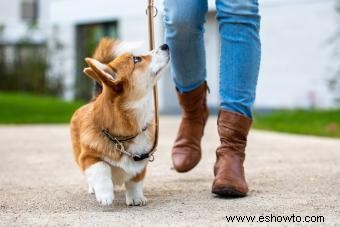 Consejos de expertos para su perro con exceso de ejercicio