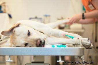 Datos sobre el mortal circovirus en perros