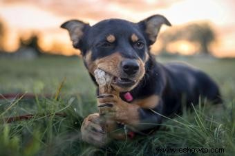 Aportación de experto:¿Pueden los huesos dañar los dientes de un perro?