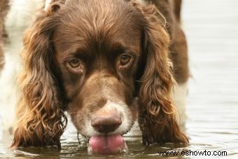 Giardia en perros:comprensión de esta infección y tratamiento