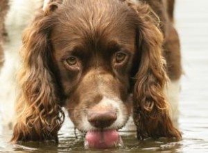 Giardia en perros:comprensión de esta infección y tratamiento