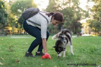 Giardia en perros:comprensión de esta infección y tratamiento