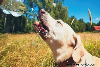 Guía para la deshidratación en perros