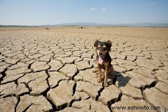 Guía para la deshidratación en perros