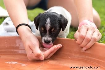 Guía para la deshidratación en perros