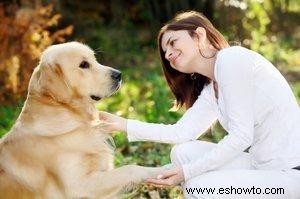 Remedios herbales y homeopáticos para caninos