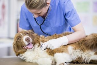 Tratamientos caseros para la tos de las perreras