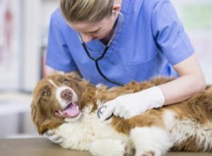 Tratamientos Caseros Seguros para la Tos de las Perreras en Perros: Guía Práctica y Confiable