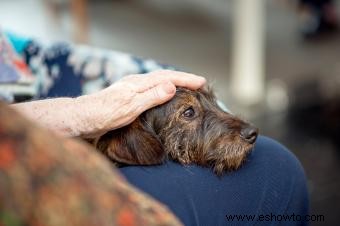 Cuánto tiempo viven los perros