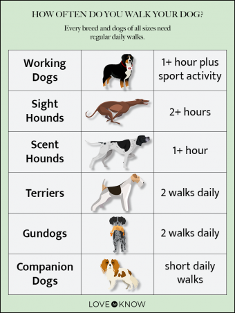 ¿Con qué frecuencia pasea a su perro? 5 factores a considerar