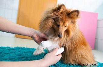 Cómo limpiar una herida de perro