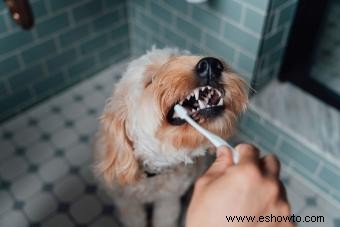 Cómo limpiar los dientes de un perro sin problemas