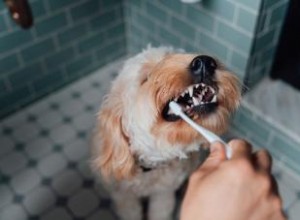 Cómo limpiar los dientes de un perro sin problemas