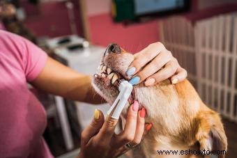Cómo limpiar los dientes de un perro sin problemas
