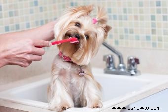 Cómo limpiar los dientes de un perro sin problemas