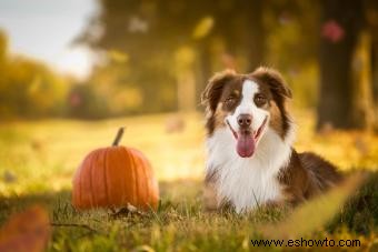 Cómo reafirmar las heces de los perros con calabaza