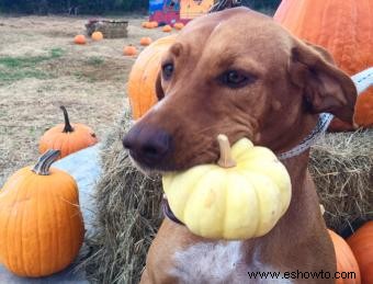 Cómo reafirmar las heces de los perros con calabaza