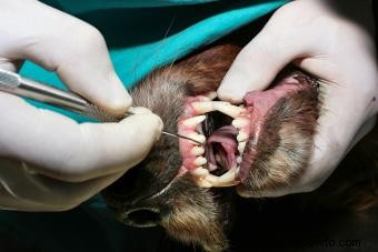 Cómo limpiar los dientes de un perro sin problemas