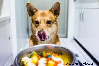 Cómo reafirmar las heces de los perros con calabaza