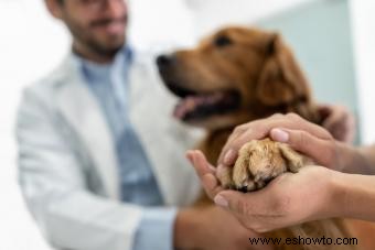 Cómo ayudar a aliviar un quiste en el dedo del pie de un perro (de un experto)