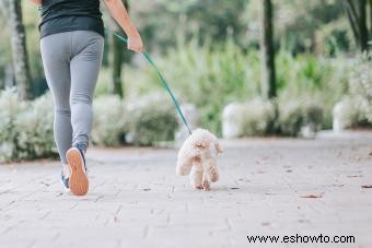 Cómo ayudar a su perro que sufre de luxación de rótula