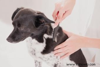 Cómo identificar y tratar las picaduras de pulgas en humanos y perros