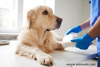 Cómo mantener las vendas en un perro