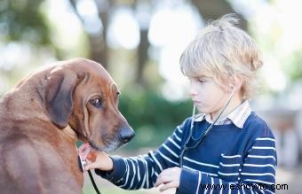 Cómo hacer que un perro vomite