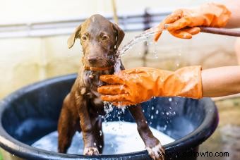 Cómo mantener los ácaros del perro fuera de su casa