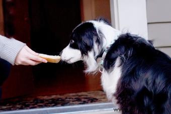 Cómo hacer que un perro vomite