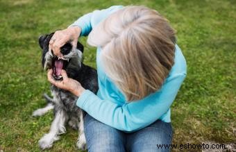 Cómo salvar a un perro que se está ahogando