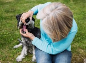 Cómo salvar a un perro que se está ahogando